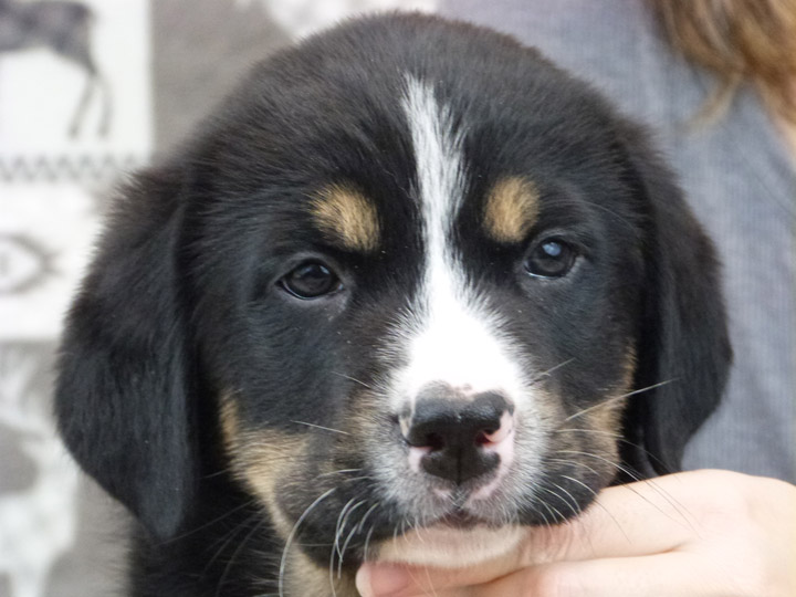 chinook puppy